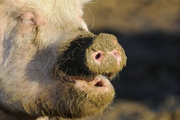 Domestic Pig, adult, close-up of face with snout covered in mud, Oxfordshire, England