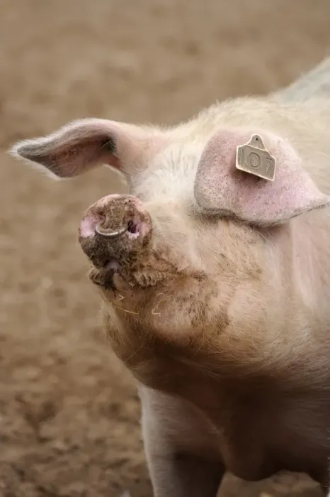 Framed Print : Domestic Pig, adult, close-up of head, with ring through nose, standing in field on commercial freerange unit, Suffolk Framed Print : Domestic Pig, adult, close-up of head, with ring through nose, standing in field on commercial freerange unit, Suffolk
