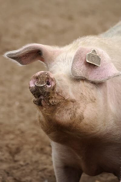 Domestic Pig, adult, close-up of head, with ring through nose, standing in field on commercial freerange unit, Suffolk