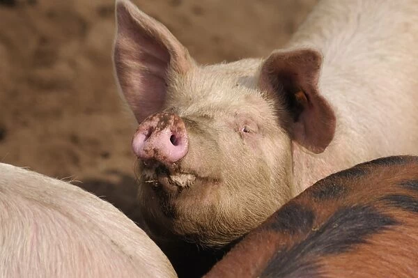 Domestic Pig, adult, close-up of head, with snout raised, standing in field on commercial freerange unit, Suffolk