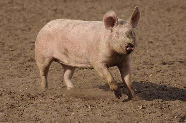 Domestic Pig, adult, running in field on commercial freerange unit, Suffolk, England, April