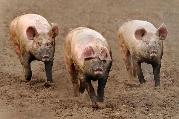 Domestic Pig, three adults, running in field on commercial freerange unit, Suffolk, England, April