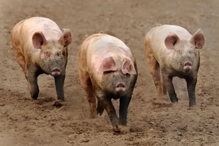 Framed Print : Domestic Pig, three adults, running in field on commercial freerange unit, Suffolk, England, April Framed Print : Domestic Pig, three adults, running in field on commercial freerange unit, Suffolk, England, April