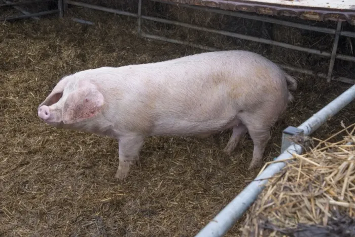 Framed Print : Domestic Pig, British Lop, boar, standing on straw in pen, Rotherham, South Yorkshire, England, February Framed Print : Domestic Pig, British Lop, boar, standing on straw in pen, Rotherham, South Yorkshire, England, February
