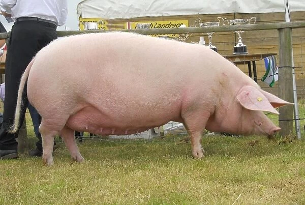 Domestic Pig, British Lop sow, Penllwyn Lulu 8, reserve champion of champions, Anglesey Show, Wales