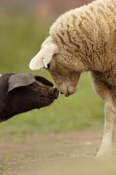 Domestic Pig, British Saddleback piglet, with lamb, sniffing each other, on organic farm, West Yorkshire, England, july