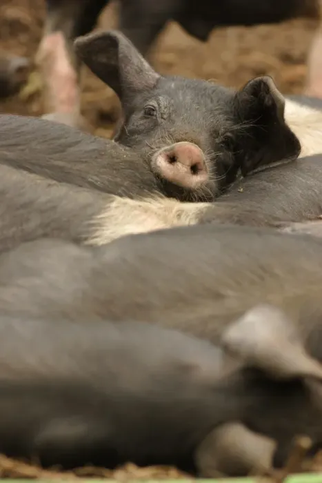 Framed Print : Domestic Pig, British Saddleback piglets, resting together, on organic farm, West Yorkshire, England, july Framed Print : Domestic Pig, British Saddleback piglets, resting together, on organic farm, West Yorkshire, England, july