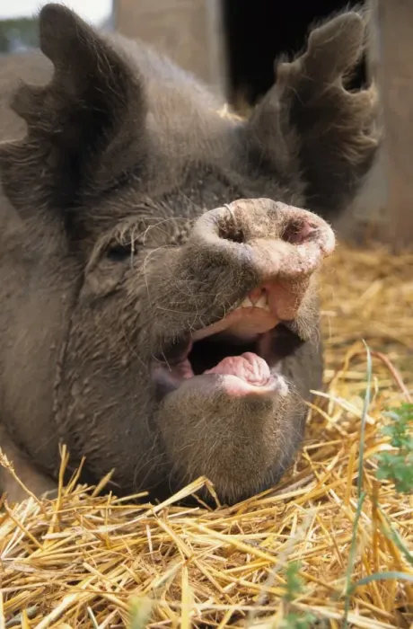 Framed Print : Domestic Pig, close-up of adult head, open mouth and notched ears, England Framed Print : Domestic Pig, close-up of adult head, open mouth and notched ears, England