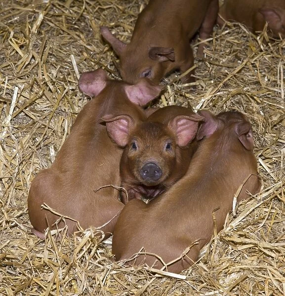 Domestic Pig, Duroc, piglets, laying on straw bedding, Chester, Cheshire, England, October