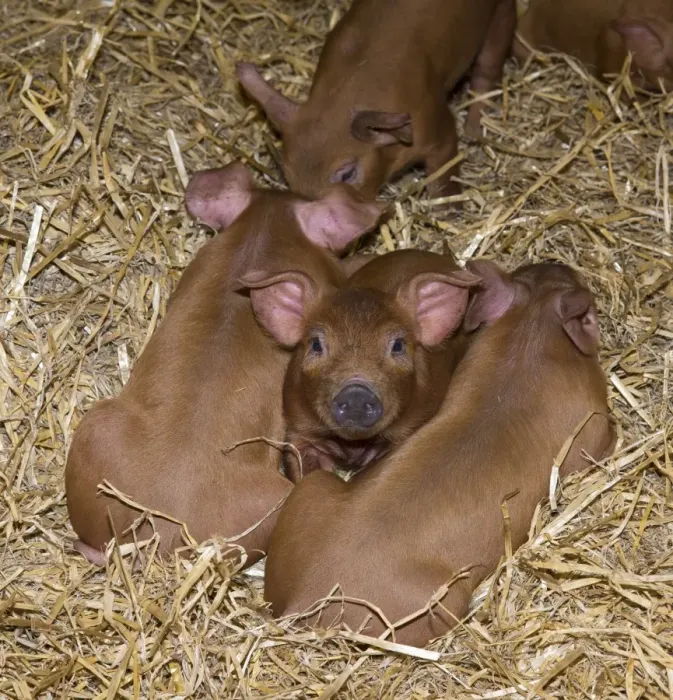 Framed Print : Domestic Pig, Duroc, piglets, laying on straw bedding, Chester, Cheshire, England, October Framed Print : Domestic Pig, Duroc, piglets, laying on straw bedding, Chester, Cheshire, England, October