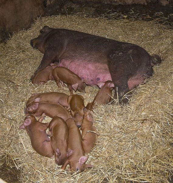 Domestic Pig, Duroc, sow and piglets, laying on straw bedding, Chester, Cheshire, England, October