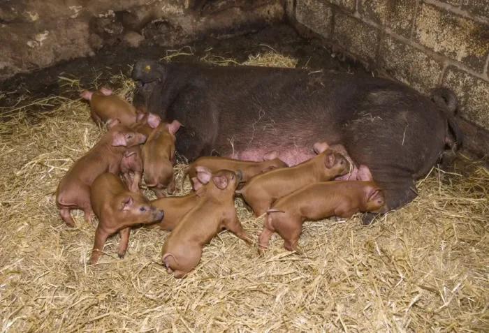 Framed Print : Domestic Pig, Duroc, sow and piglets, on straw bedding, Chester, Cheshire, England, October Framed Print : Domestic Pig, Duroc, sow and piglets, on straw bedding, Chester, Cheshire, England, October