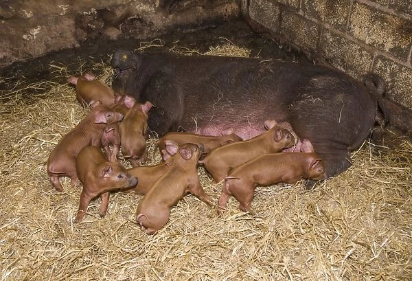 Domestic Pig, Duroc, sow and piglets, on straw bedding, Chester, Cheshire, England, October