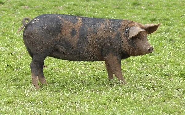 Domestic Pig, Duroc x Berkshire porker, standing on grass, England