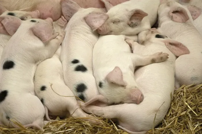 Framed Print : Domestic Pig, Gloucester Old Spot, piglets, sleeping, England Framed Print : Domestic Pig, Gloucester Old Spot, piglets, sleeping, England