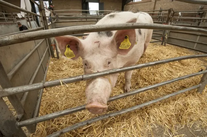 Framed Print : Domestic Pig, Gloucester Old Spot cross, sow, standing in straw pen at livestock market, Carlisle Livestock Market Framed Print : Domestic Pig, Gloucester Old Spot cross, sow, standing in straw pen at livestock market, Carlisle Livestock Market