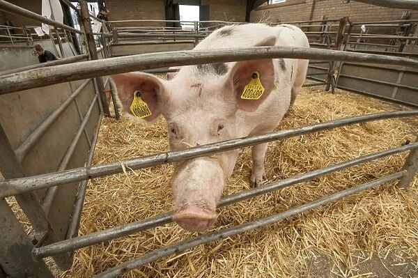 Domestic Pig, Gloucester Old Spot cross, sow, standing in straw pen at livestock market, Carlisle Livestock Market