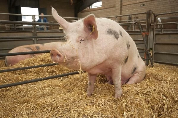 Domestic Pig, Gloucester Old Spot cross, sow, sitting in straw pen at livestock market, Carlisle Livestock Market