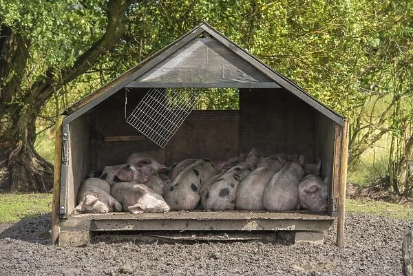 Domestic Pig, Gloucester Old Spot piglets, sleeping in shed, Burnley, Lancashire, England, August