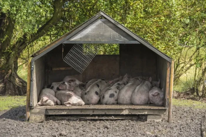 Framed Print : Domestic Pig, Gloucester Old Spot piglets, sleeping in shed, Burnley, Lancashire, England, August Framed Print : Domestic Pig, Gloucester Old Spot piglets, sleeping in shed, Burnley, Lancashire, England, August