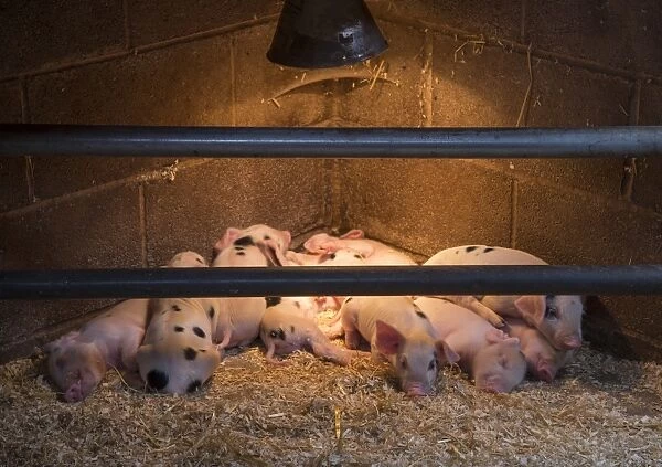 Domestic Pig, Gloucester Old Spot piglets, sleeping under heat lamp, Burnley, Lancashire, England, August