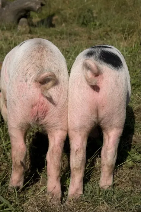 Framed Print : Domestic Pig, Gloucester Old Spot piglets, rumps and curly tails, freerange on smallholding, Kent, England, july Framed Print : Domestic Pig, Gloucester Old Spot piglets, rumps and curly tails, freerange on smallholding, Kent, England, july