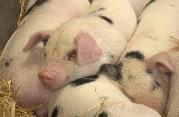 Domestic Pig, Gloucester Old Spot piglets, sleeping, close-up of heads, Royal Bath and West Show, England