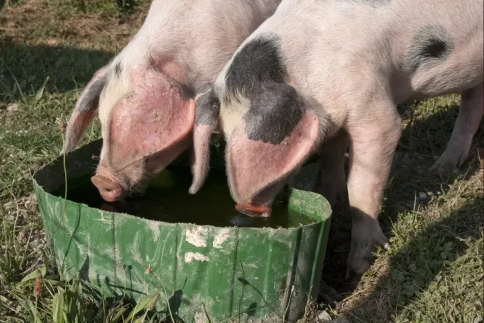 Framed Print : Domestic Pig, Gloucester Old Spot piglets, drinking from tub, freerange on smallholding, Kent, England, july Framed Print : Domestic Pig, Gloucester Old Spot piglets, drinking from tub, freerange on smallholding, Kent, England, july