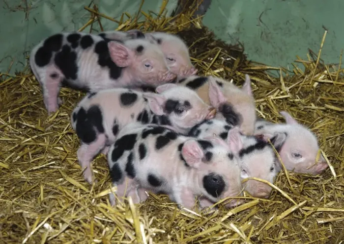 Framed Print : Domestic Pig, Gloucester Old Spot piglets, litter on straw bedding in arc, Cumbria, England, november Framed Print : Domestic Pig, Gloucester Old Spot piglets, litter on straw bedding in arc, Cumbria, England, november
