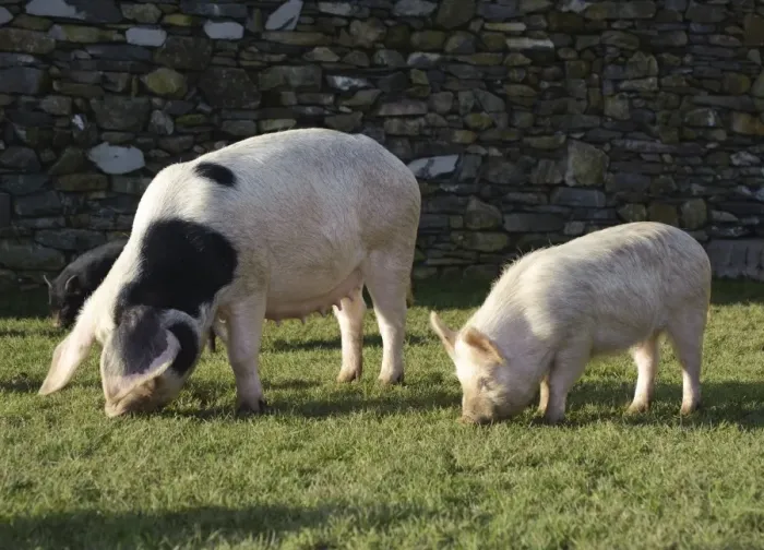 Framed Print : Domestic Pig, Gloucester Old Spot sow, with smaller selectively bred Micro Pig, part of micro pig breeding process, Cumbria, England, november Framed Print : Domestic Pig, Gloucester Old Spot sow, with smaller selectively bred Micro Pig, part of micro pig breeding process, Cumbria, England, november