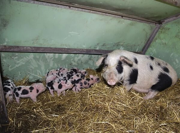 Domestic Pig, Gloucester Old Spot sow with piglets, litter on straw bedding in arc, Cumbria, England, november