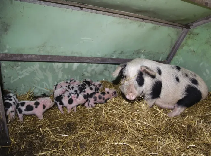 Framed Print : Domestic Pig, Gloucester Old Spot sow with piglets, litter on straw bedding in arc, Cumbria, England, november Framed Print : Domestic Pig, Gloucester Old Spot sow with piglets, litter on straw bedding in arc, Cumbria, England, november