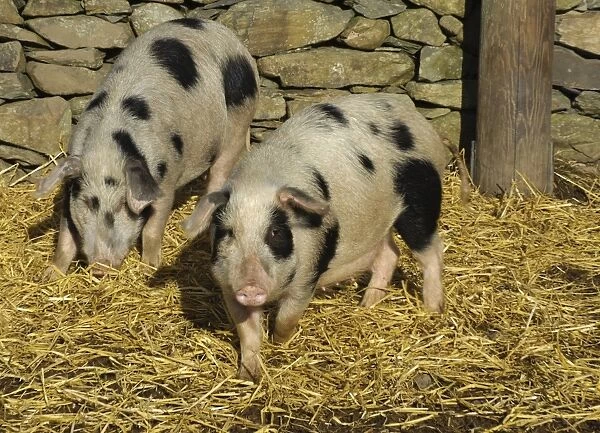 Domestic Pig, Gloucester Old Spot sows, smaller selectively bred sows, part of micro pig breeding process, Cumbria, England, november