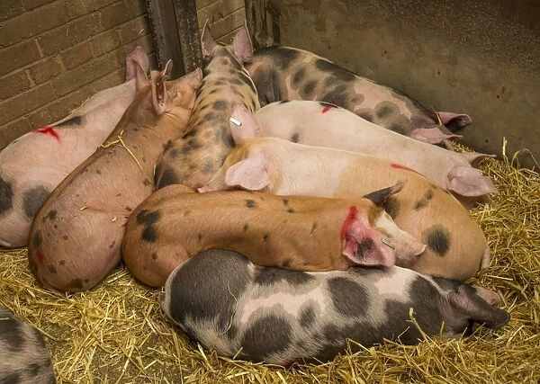 Domestic Pig, Gloucester Old Spot x Pietrain, eight weaners, resting in straw pen at livestock market