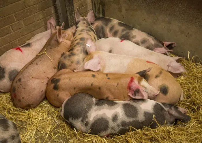 Framed Print : Domestic Pig, Gloucester Old Spot x Pietrain, eight weaners, resting in straw pen at livestock market