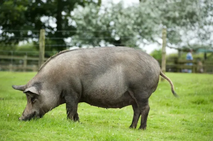 Framed Print : Domestic Pig, Iron Age Pig, sow, foraging on grass, Cotswolds Farm Park, Gloucestershire, England, August Framed Print : Domestic Pig, Iron Age Pig, sow, foraging on grass, Cotswolds Farm Park, Gloucestershire, England, August