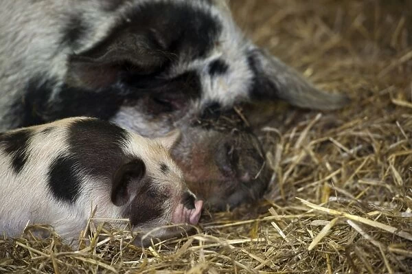 Domestic Pig, Kune Kune, sow and piglet, close-up of heads, sleeping on straw bedding, Cotswold Farm Park, Cotswolds