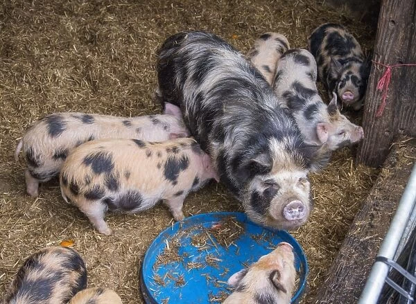 Domestic Pig, Kune Kune, sow and piglets, standing on straw in pen, Rotherham, South Yorkshire, England, February