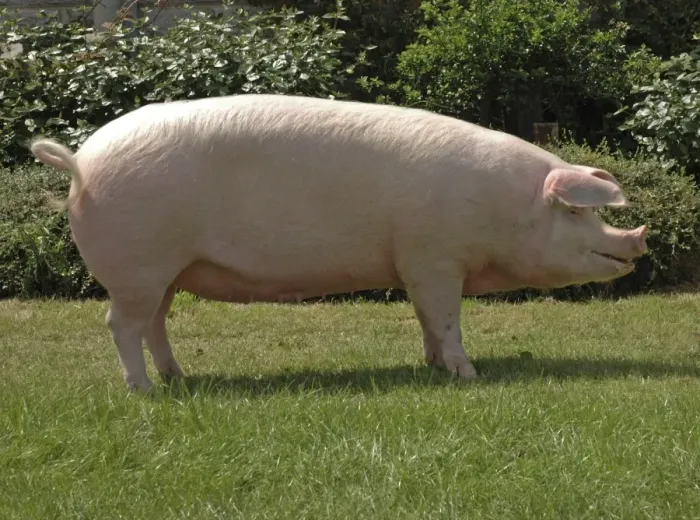 Framed Print : Domestic Pig, Landrace sow, 266 Ceirios Marilyn 34, supreme champion modern pig, Three Counties Show, England