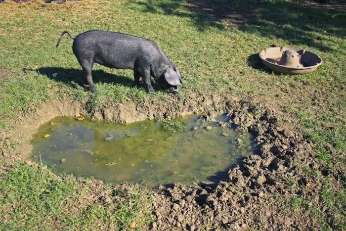 Framed Print : Domestic Pig, Large Black piglet, rooting beside wallow in paddock, Museum of East Anglian Life, Stowmarket, Suffolk, England, october Framed Print : Domestic Pig, Large Black piglet, rooting beside wallow in paddock, Museum of East Anglian Life, Stowmarket, Suffolk, England, october