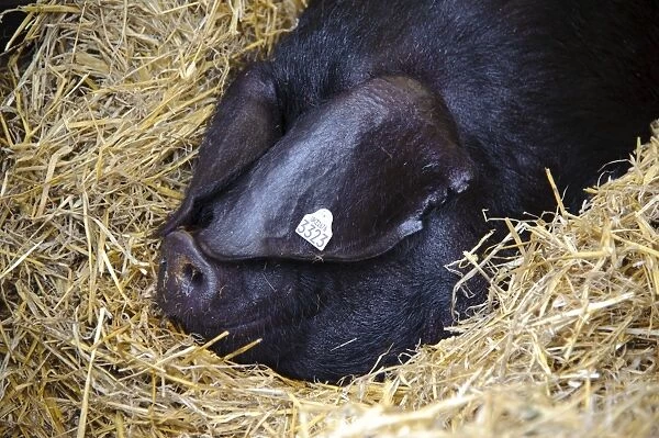 Domestic Pig, Large Black sow, close-up of head, resting on straw bedding, Devon Show, Devon, England, may