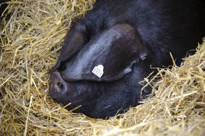 Framed Print : Domestic Pig, Large Black sow, close-up of head, resting on straw bedding, Devon Show, Devon, England, may Framed Print : Domestic Pig, Large Black sow, close-up of head, resting on straw bedding, Devon Show, Devon, England, may