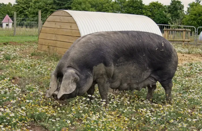 Framed Print : Domestic Pig, Large Black sow, standing in paddock beside arc, with Scentless Mayweed (Matricaria maritima) flowering, Suffolk, England, august Framed Print : Domestic Pig, Large Black sow, standing in paddock beside arc, with Scentless Mayweed (Matricaria maritima) flowering, Suffolk, England, august