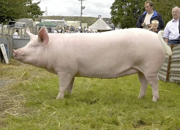 Domestic Pig, Large White gilt, Soundvilla Fanny 62, interbreed champion, Oswestry Show, England