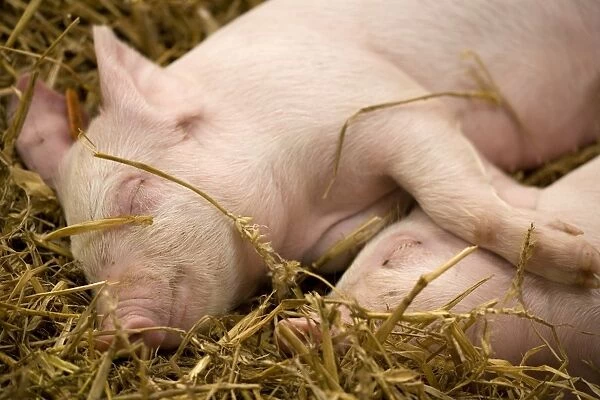 Domestic Pig, Large White, two piglets, sleeping on straw bedding, England, october