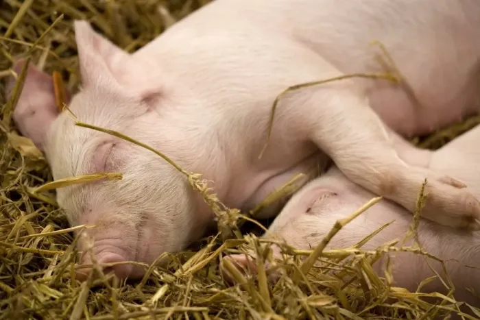 Framed Print : Domestic Pig, Large White, two piglets, sleeping on straw bedding, England, october Framed Print : Domestic Pig, Large White, two piglets, sleeping on straw bedding, England, october