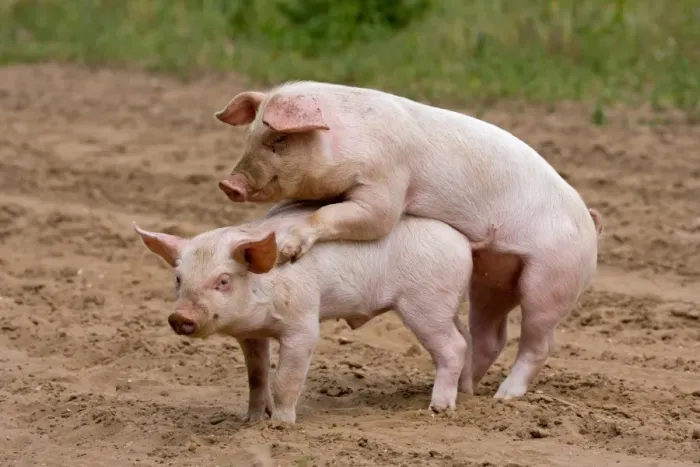 Framed Print : Domestic Pig, Large White x Landrace x Duroc, freerange piglets, playing, mounting sibling, on outdoor unit, England Framed Print : Domestic Pig, Large White x Landrace x Duroc, freerange piglets, playing, mounting sibling, on outdoor unit, England
