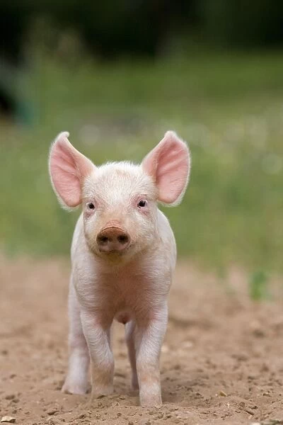 Domestic Pig, Large White x Landrace x Duroc, freerange piglet, standing, on outdoor unit, England, june
