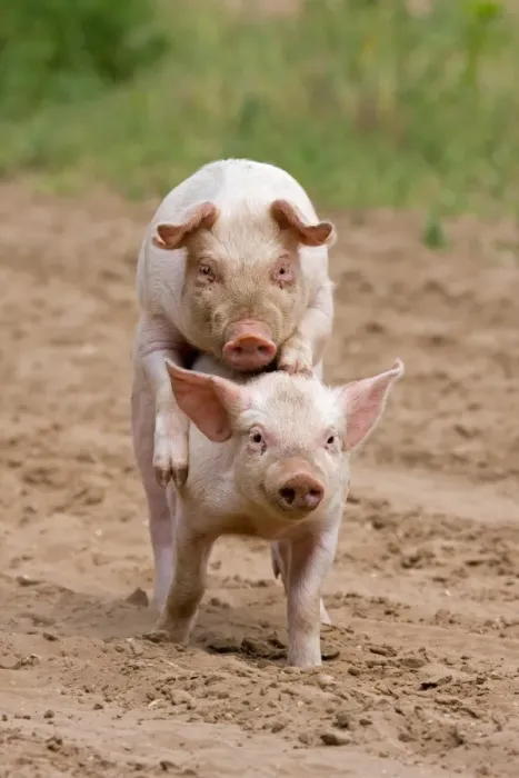 Framed Print : Domestic Pig, Large White x Landrace x Duroc, freerange piglets, playing, mounting sibling, on outdoor unit, England Framed Print : Domestic Pig, Large White x Landrace x Duroc, freerange piglets, playing, mounting sibling, on outdoor unit, England