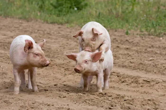 Framed Print : Domestic Pig, Large White x Landrace x Duroc, freerange piglets, playing, mounting sibling, on outdoor unit, England, june Framed Print : Domestic Pig, Large White x Landrace x Duroc, freerange piglets, playing, mounting sibling, on outdoor unit, England, june